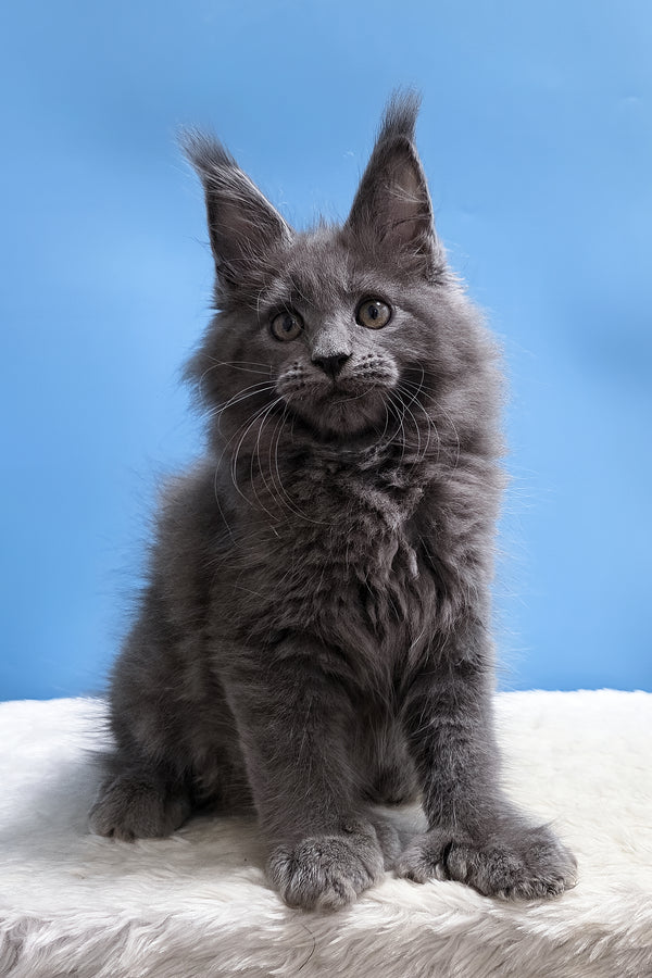 Yanessa | Polydactyl Maine Coon Kitten