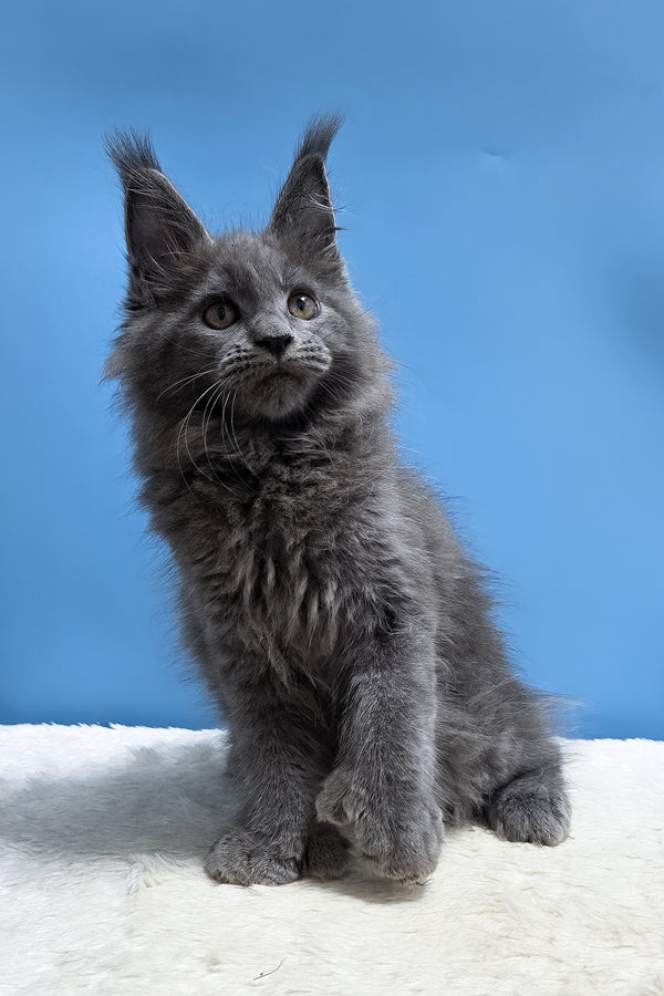 Yanessa | Polydactyl Maine Coon Kitten