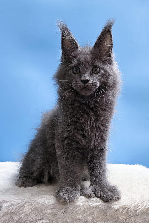 Yanessa | Polydactyl Maine Coon Kitten