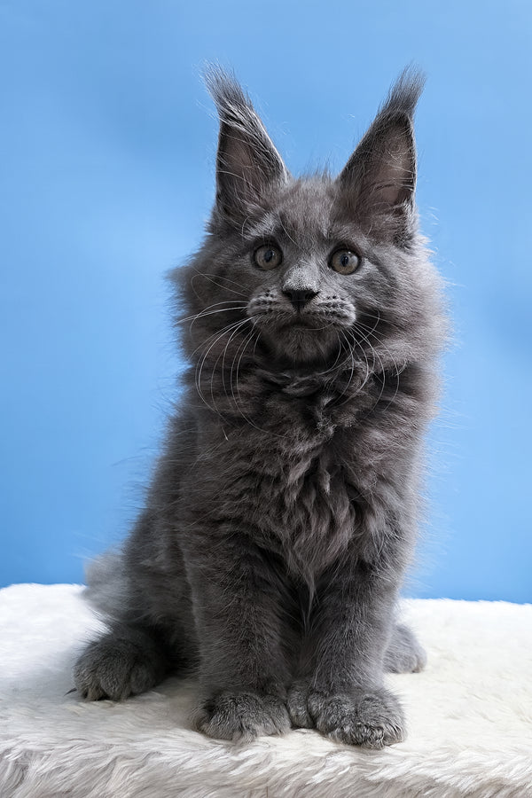 Yanessa | Polydactyl Maine Coon Kitten