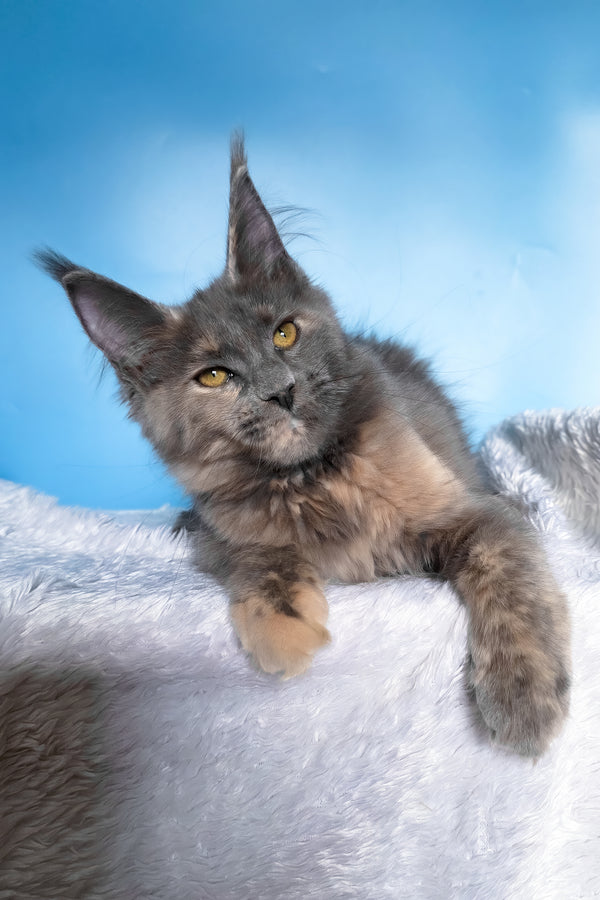 Yanita | Maine Coon Kitten