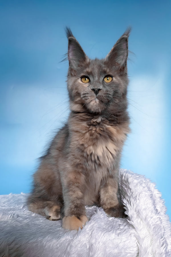 Yanita | Maine Coon Kitten