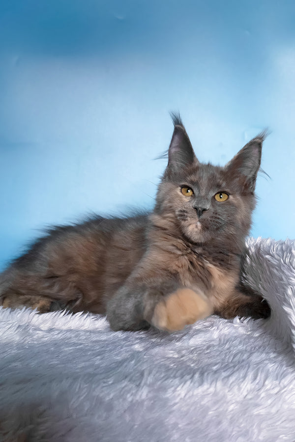 Yanita | Maine Coon Kitten