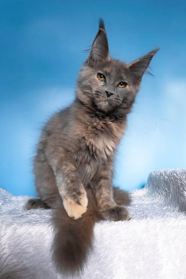 Yanita | Maine Coon Kitten