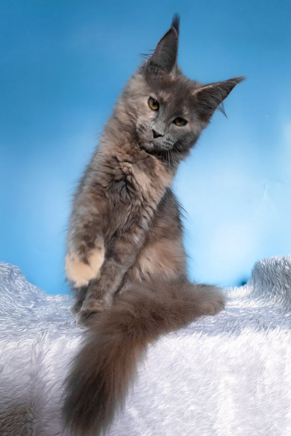 Yanita | Maine Coon Kitten