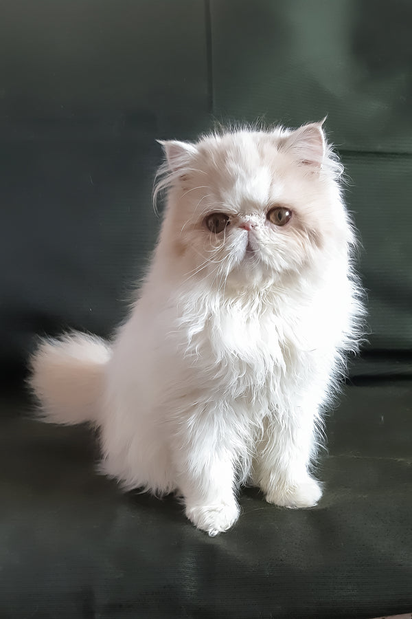 Yansey | Persian Kitten