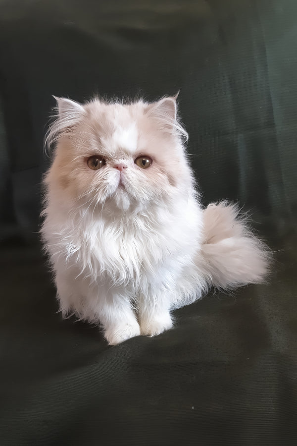 Yansey | Persian Kitten
