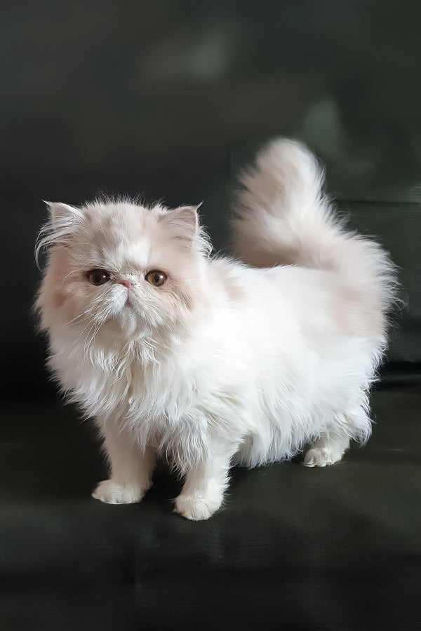 Yansey | Persian Kitten