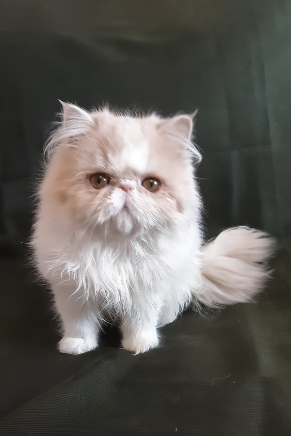 Yansey | Persian Kitten