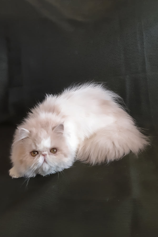 Yansey | Persian Kitten