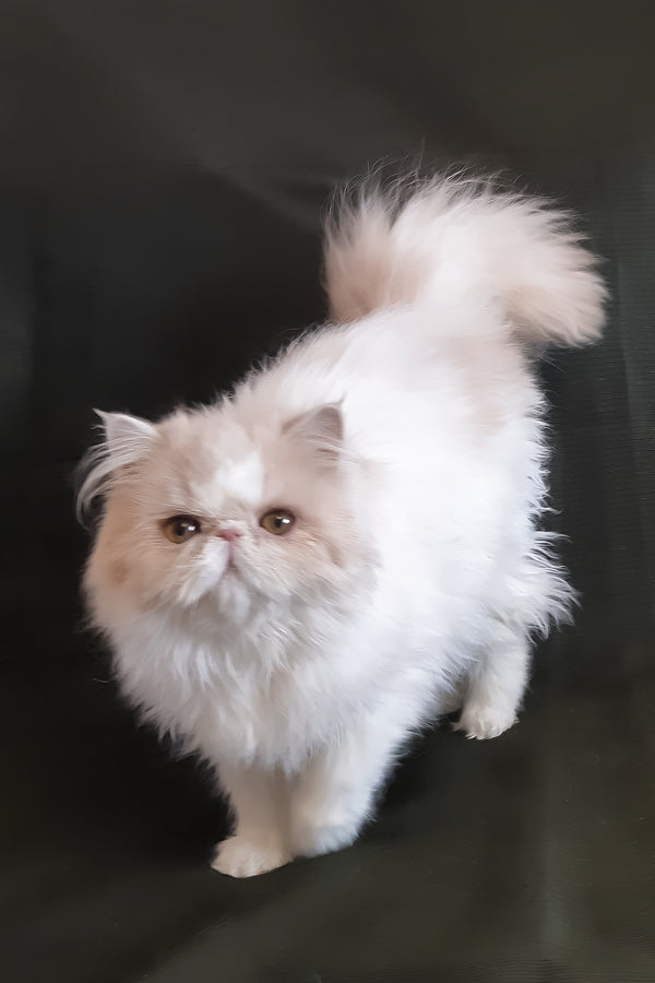 Yansey | Persian Kitten
