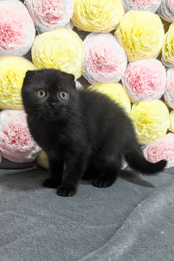 Yara | Scottish Fold Kitten