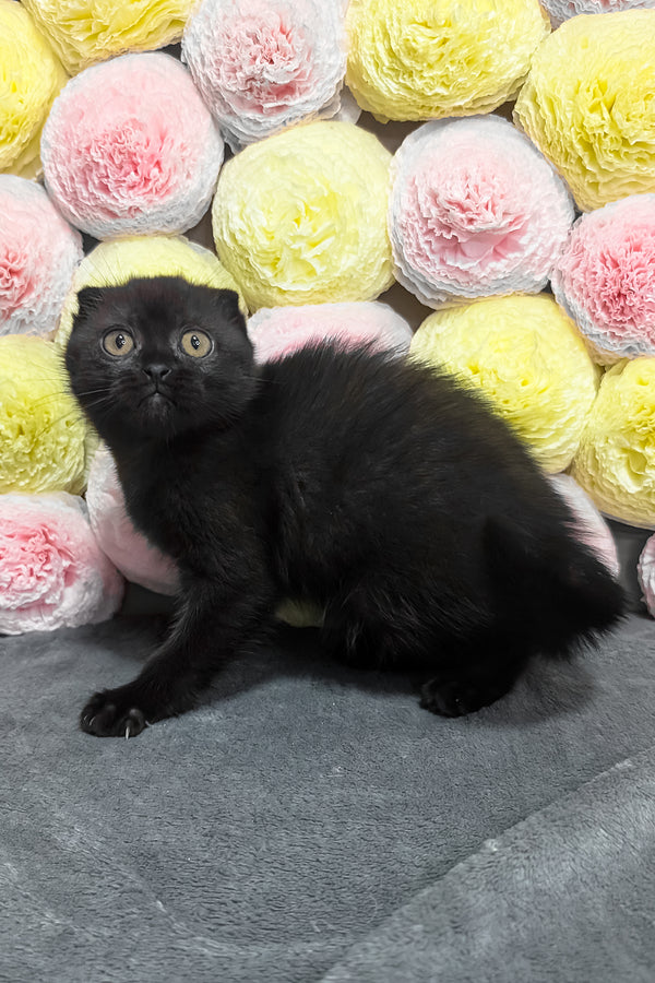 Yara | Scottish Fold Kitten