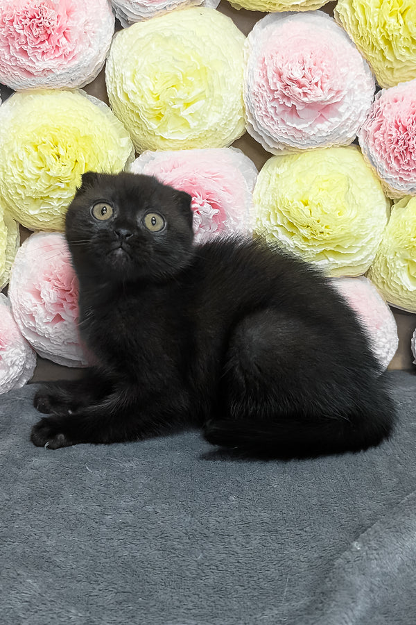 Yara | Scottish Fold Kitten