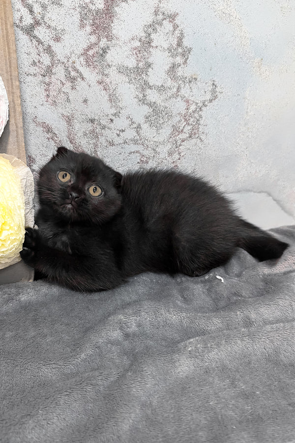 Yara | Scottish Fold Kitten