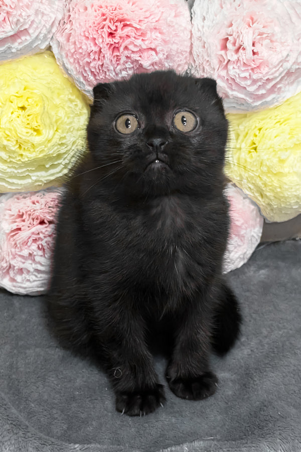 Yara | Scottish Fold Kitten