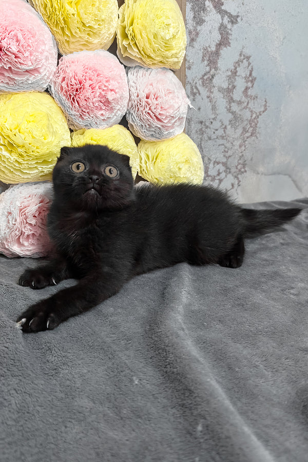 Yara | Scottish Fold Kitten