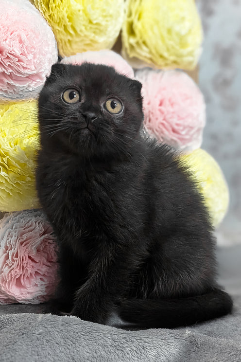 Yara | Scottish Fold Kitten