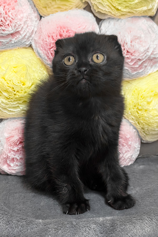 Yara | Scottish Fold Kitten