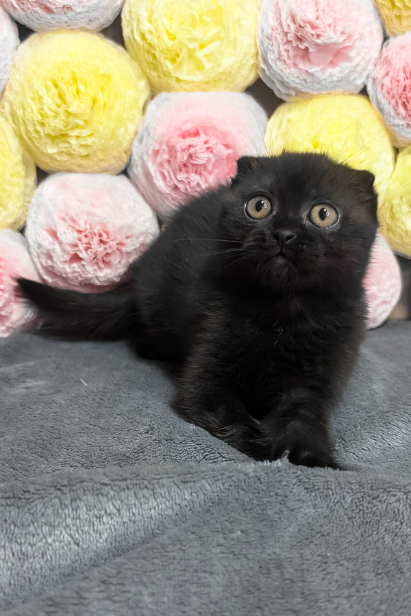 Yara | Scottish Fold Kitten