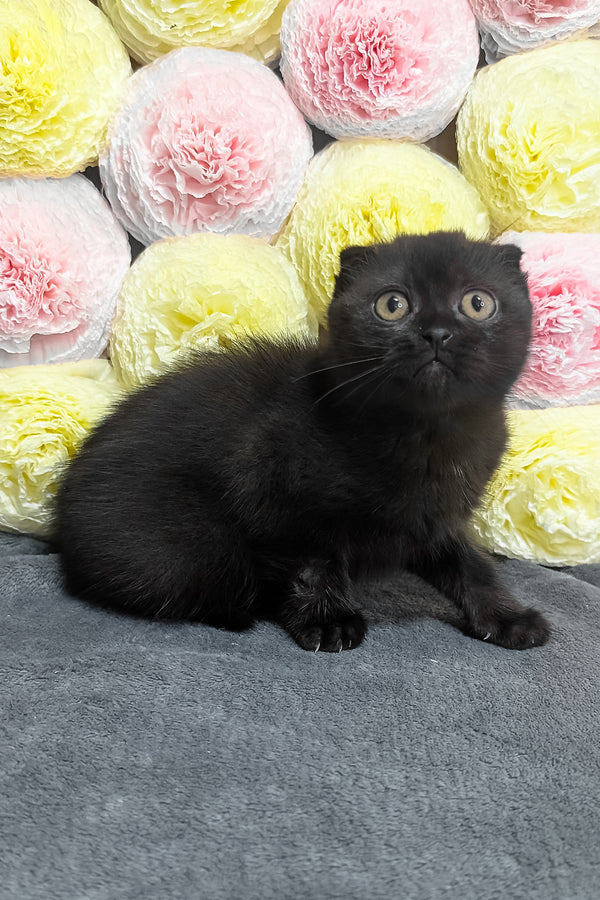 Yara | Scottish Fold Kitten