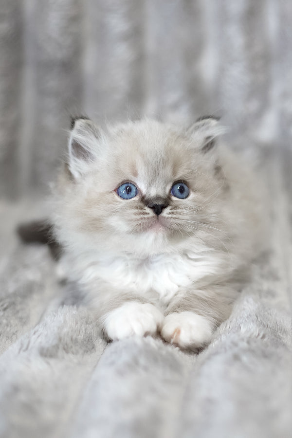 Yaro | Ragdoll Kitten