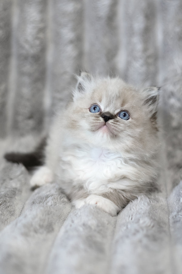 Yaro | Ragdoll Kitten