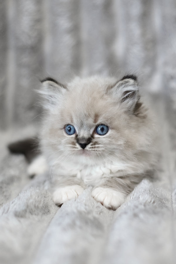 Yaro | Ragdoll Kitten