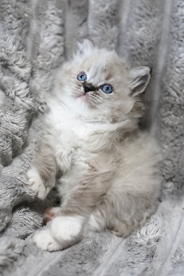 Yaro | Ragdoll Kitten