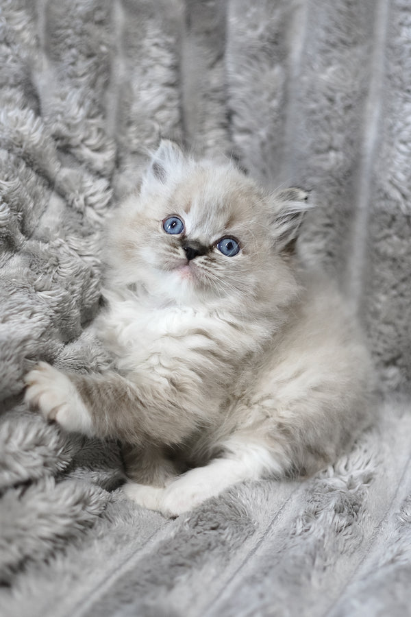 Yaro | Ragdoll Kitten