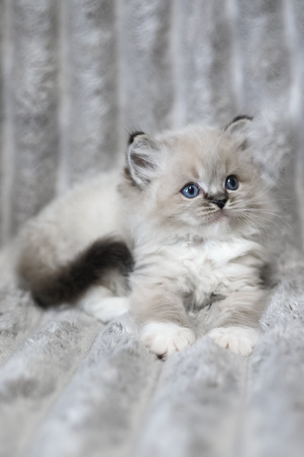 Yaro | Ragdoll Kitten