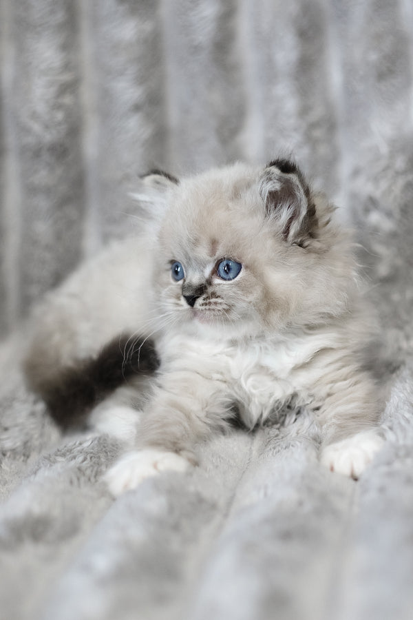 Yaro | Ragdoll Kitten