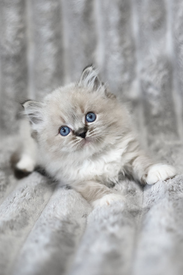 Yaro | Ragdoll Kitten