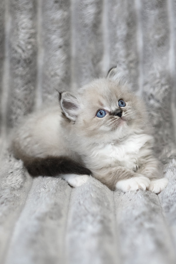Yaro | Ragdoll Kitten