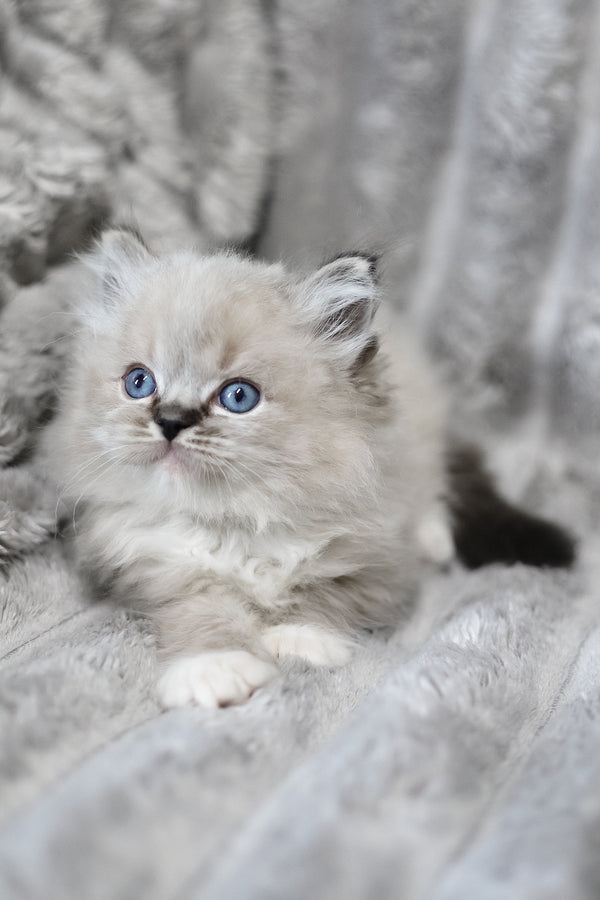 Yaro | Ragdoll Kitten