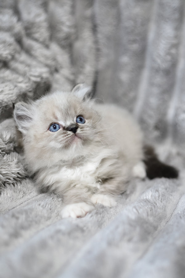 Yaro | Ragdoll Kitten