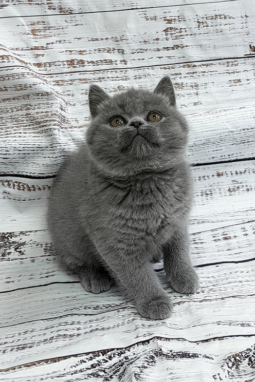 Yashan | British Shorthair Kitten