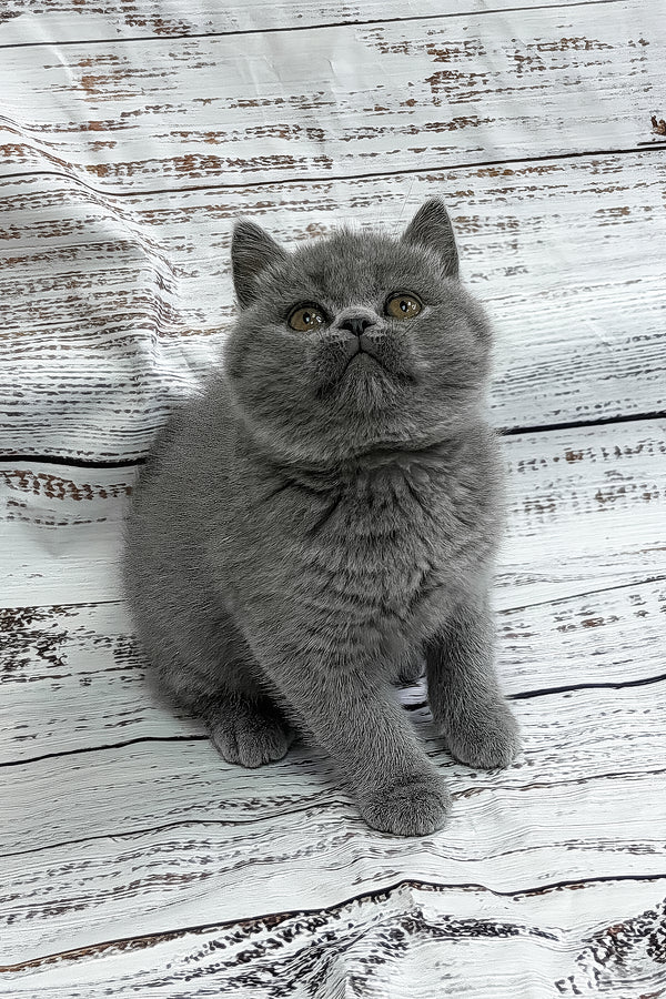 Yashan | British Shorthair Kitten