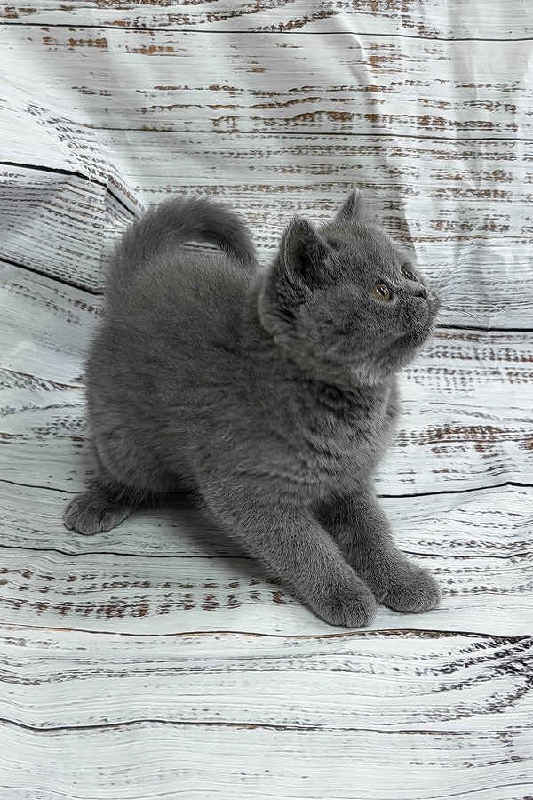 Yashan | British Shorthair Kitten