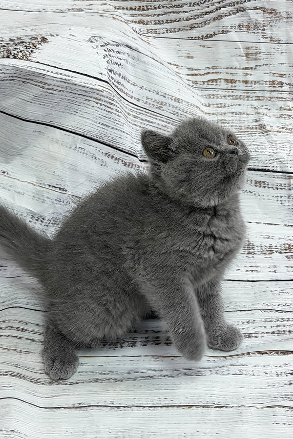 Yashan | British Shorthair Kitten