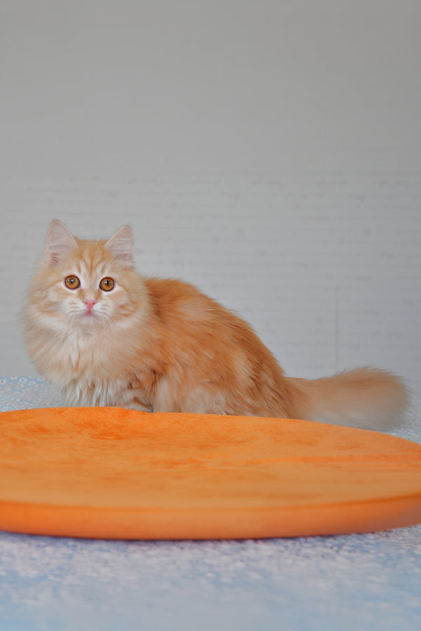 Yashma | Siberian Kitten