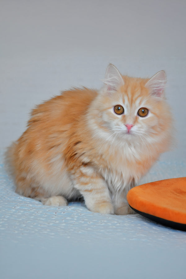 Yashma | Siberian Kitten