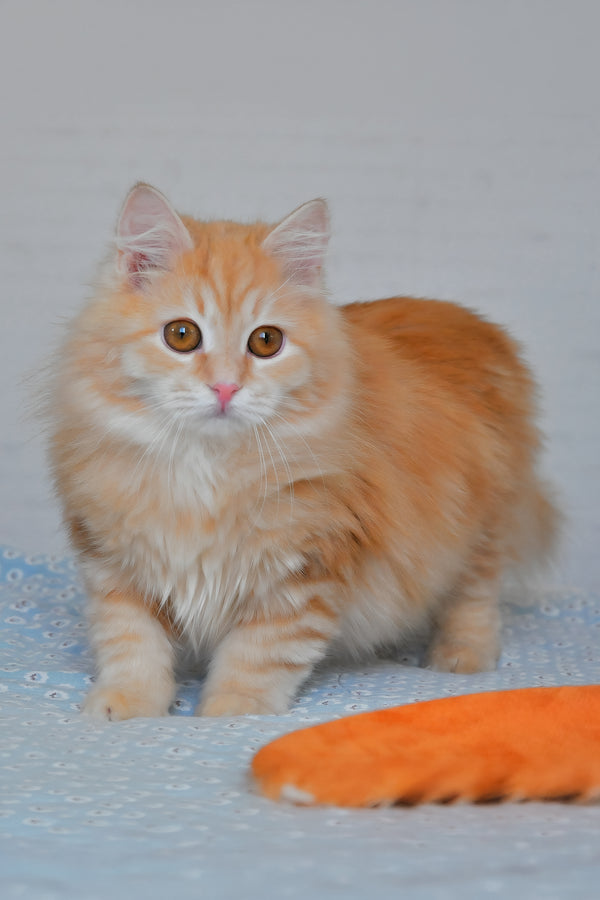 Yashma | Siberian Kitten