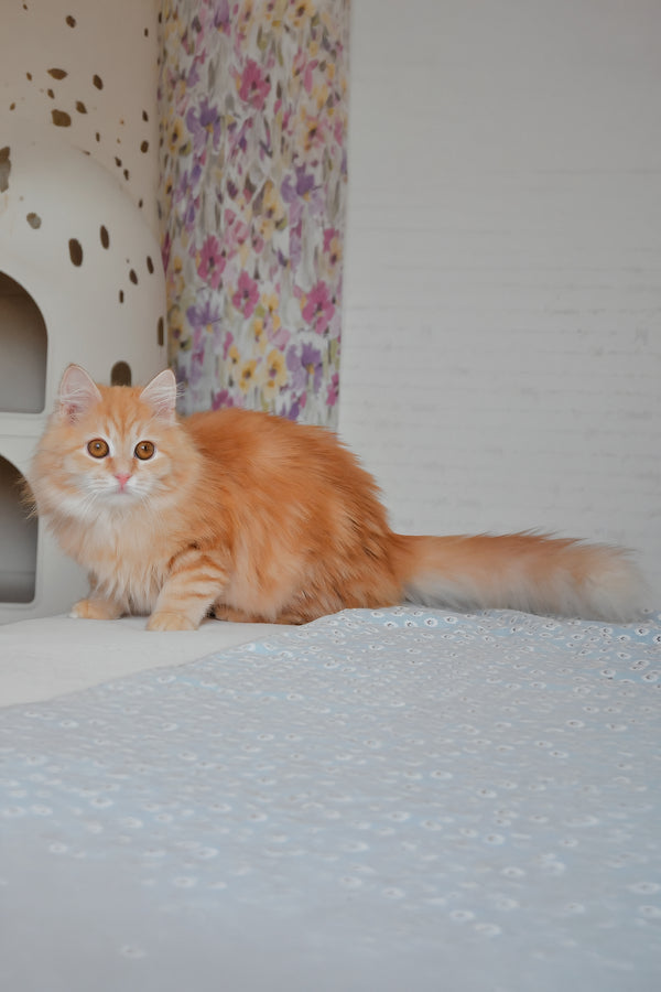 Yashma | Siberian Kitten