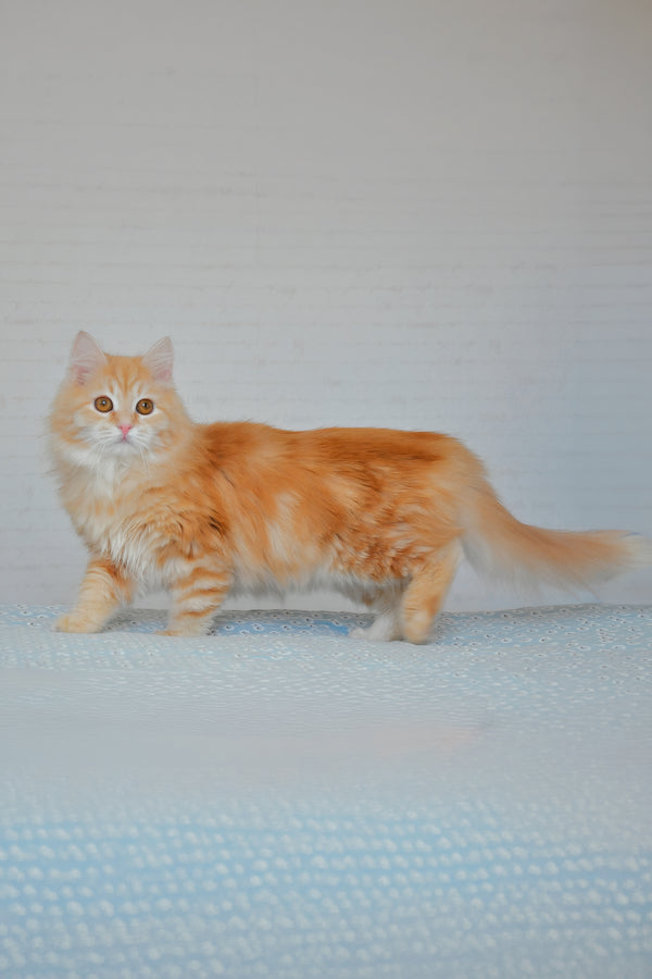 Yashma | Siberian Kitten