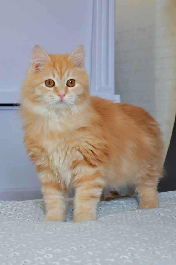 Yashma | Siberian Kitten