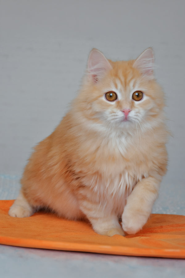 Yashma | Siberian Kitten