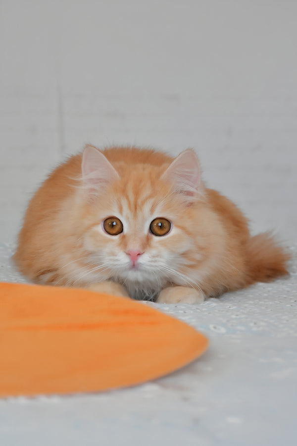 Yashma | Siberian Kitten