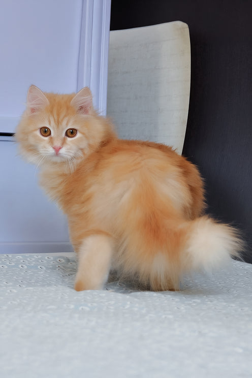 Yashma | Siberian Kitten