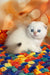Yuri | Scottish Fold Kitten